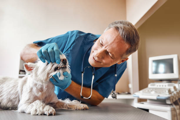 Best Emergency Root Canal Treatment in Celina, TX